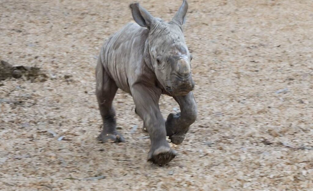 Captivating Peek into Baby Rhino’s Debut at Australian Zoo A Newborn