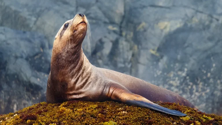 Sea Lion Ambushes Fisherman’s First Yellowfin Tuna—and Wins the Tug-of-War